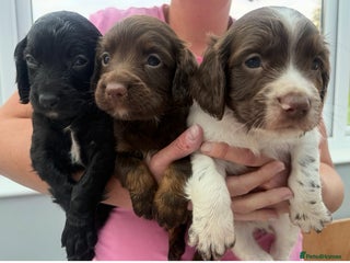 Sprocker dogs - Advert 8