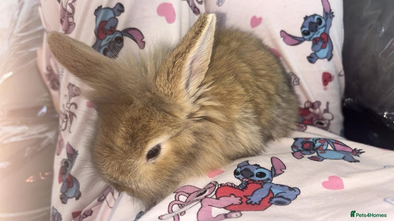 Dwarf Lop rabbits Flopped ear bunny rabbit - Advert 11