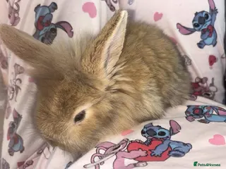 Dwarf Lop rabbits Flopped ear bunny rabbit - Advert 11