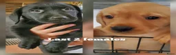 Labrador Retriever dogs for sale: 12 beautiful labrador puppies  - Advert 1