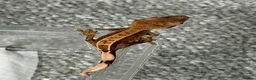Gecko reptiles for sale: baby crested geckos - Advert 5