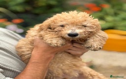 Labradoodle dogs for sale: F2 Labradoodle  - Image 8