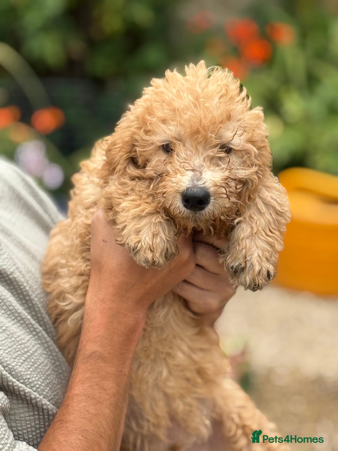 Labradoodle dogs for sale: F2 Labradoodle  - Image 8