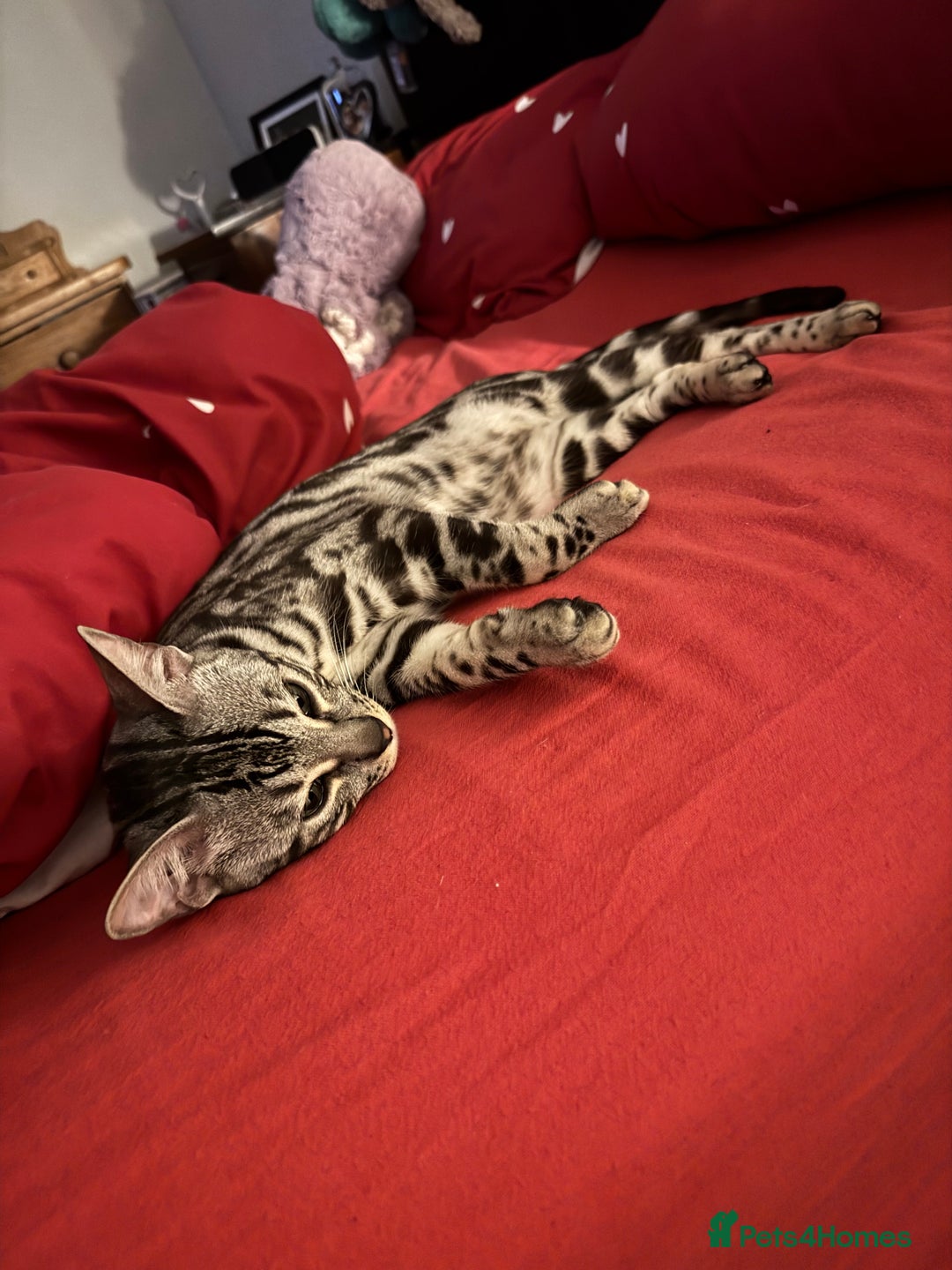 Bengal cats for sale: Silver rosetted Bengal🐆❤️ - Image 18