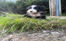 Bearded Collie dogs for sale: 🚨3/4 BEAUTIFUL BEARDIE PUPPIES 🚨 - Image 25