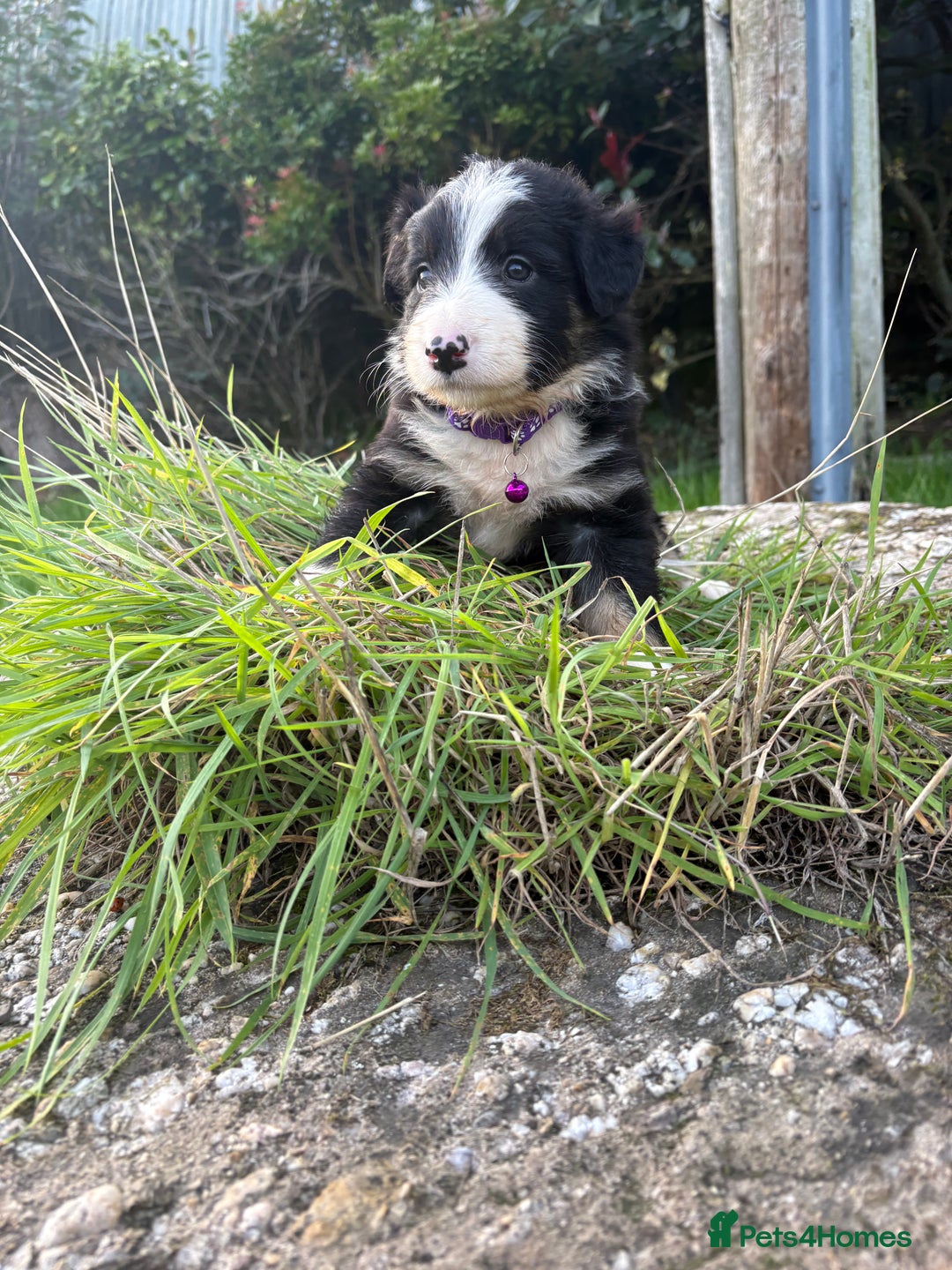 Bearded Collie dogs for sale: 🚨3/4 BEAUTIFUL BEARDIE PUPPIES 🚨 - Image 25