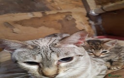Savannah cats for sale: Female kitten - Image 8