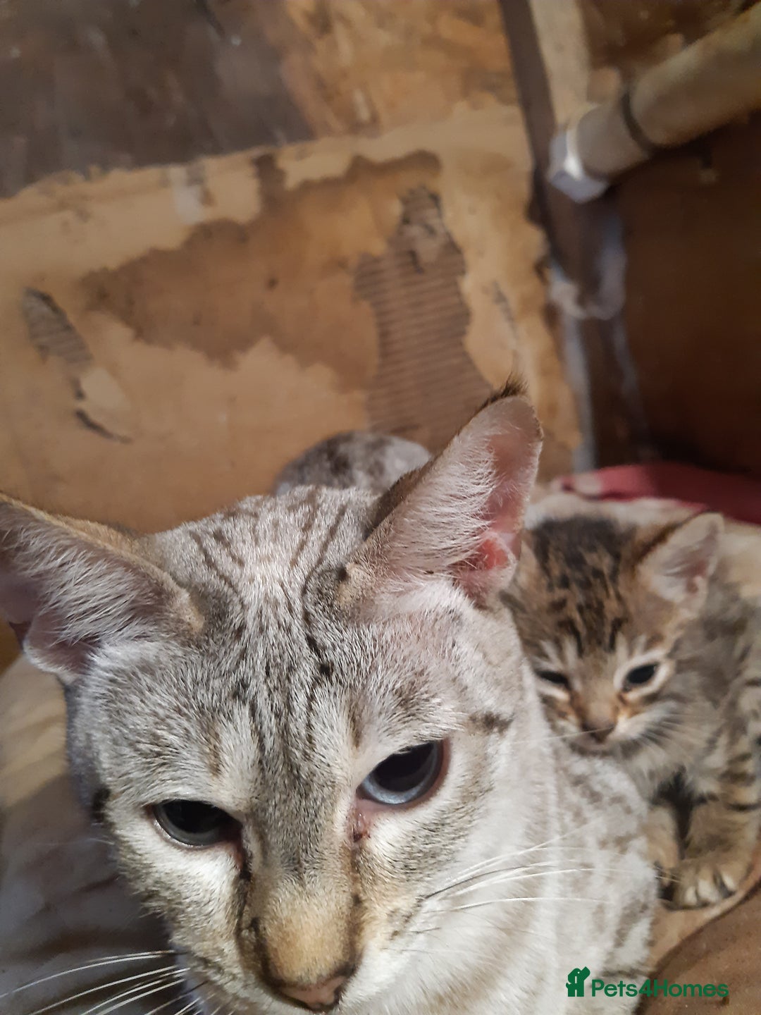 Savannah cats for sale: Female kitten - Image 8