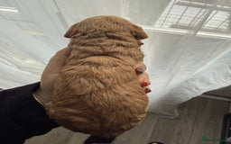 Cockapoo dogs for sale: Cockapoo Puppies For Sale  - Image 10