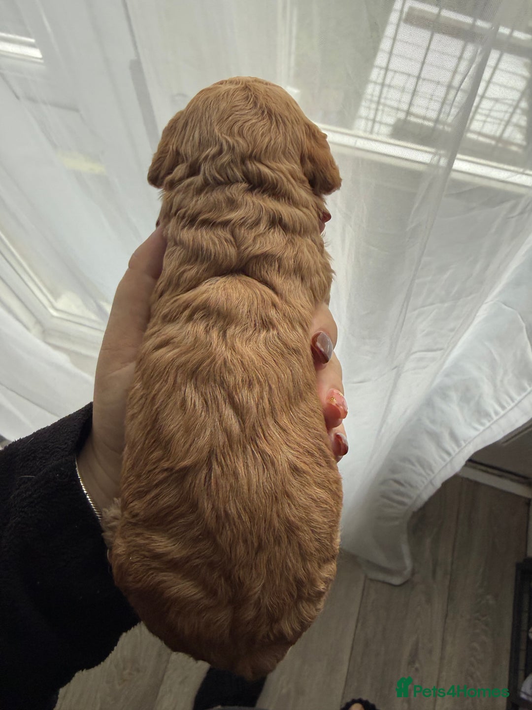 Cockapoo dogs for sale: Cockapoo Puppies For Sale  - Image 10