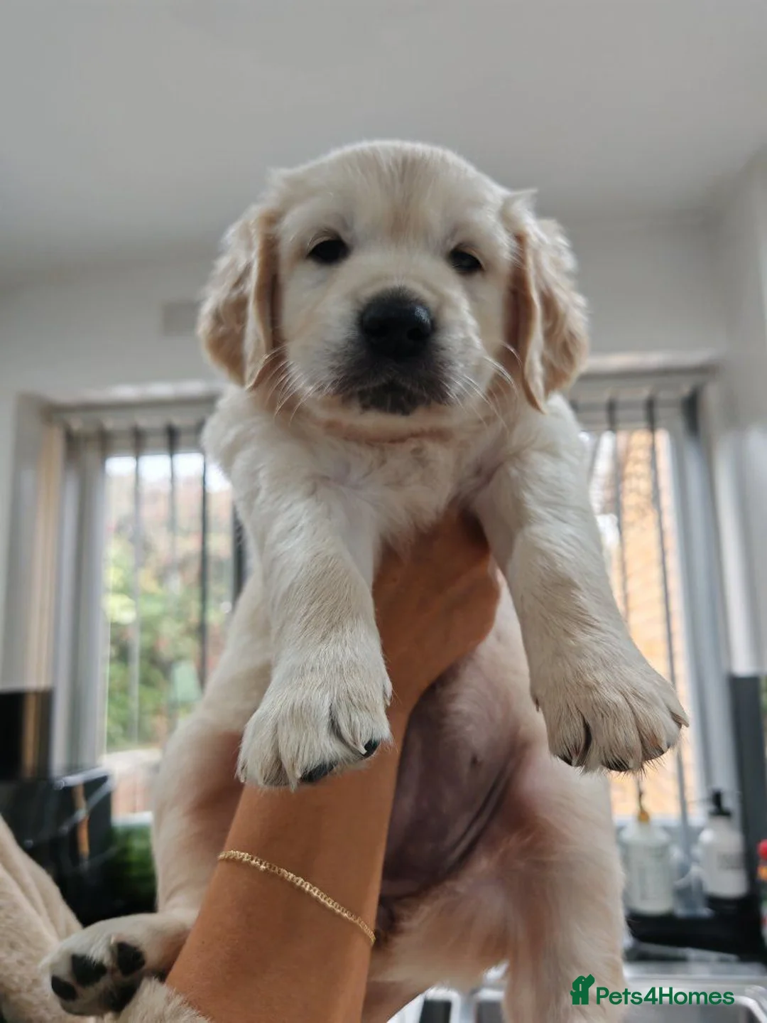 Golden Retriever dogs for sale: Beautiful Chunky Golden Retriever Puppies. in London - Advert 8