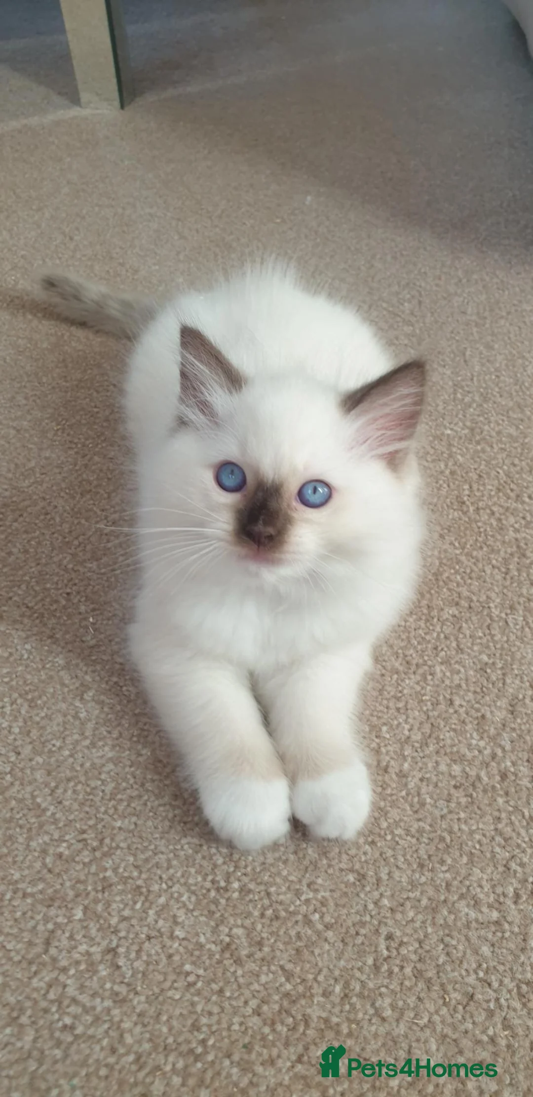 Ragdoll cats for sale: Lovely Ragdolls: Fully Vaccinated & HCM/PKD Clear - Advert 13