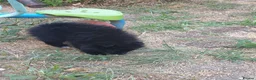 Pomeranian dogs for sale: Pomeranian puppies ready now - Advert 6