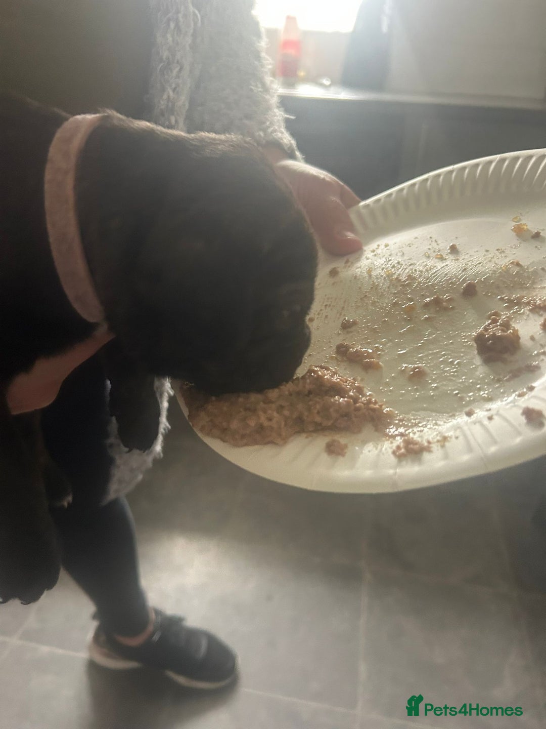 Cane Corso dogs for sale: Cane corso puppies  - Image 4