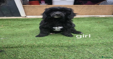 Miniature Poodle dogs in Peterborough - Advert 2