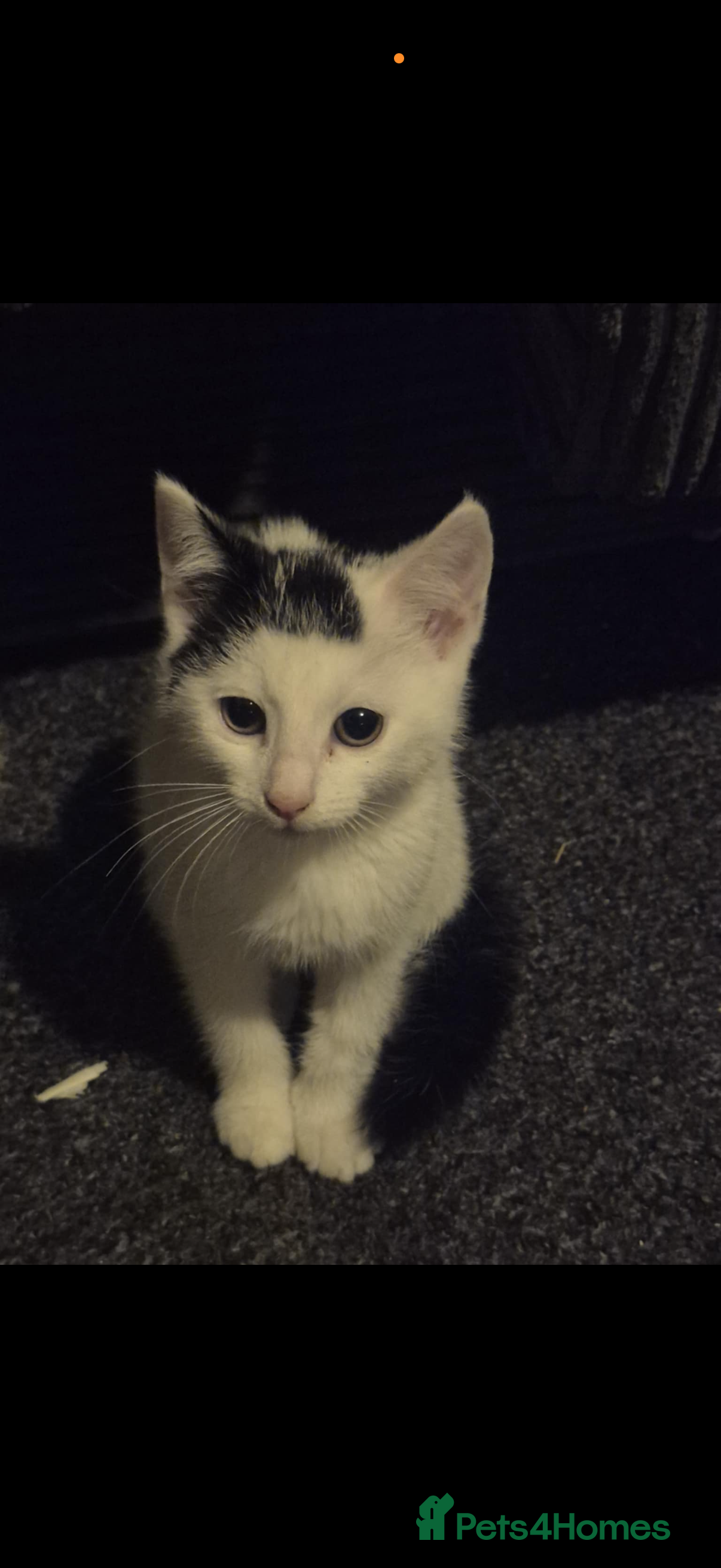 Mixed Breed cats Gorgeous kitten for sale  in Newport - Advert 1