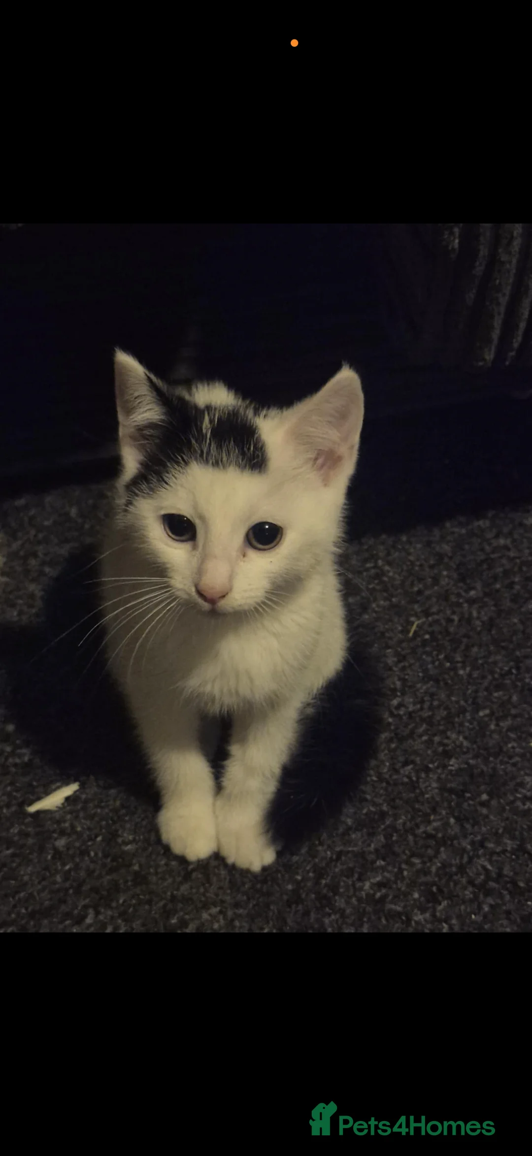 Mixed Breed cats for sale: Gorgeous kitten for sale  in Newport - Advert 1