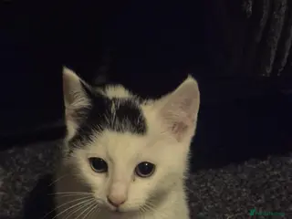 Mixed Breed cats Gorgeous kitten for sale in Newport - Advert 1