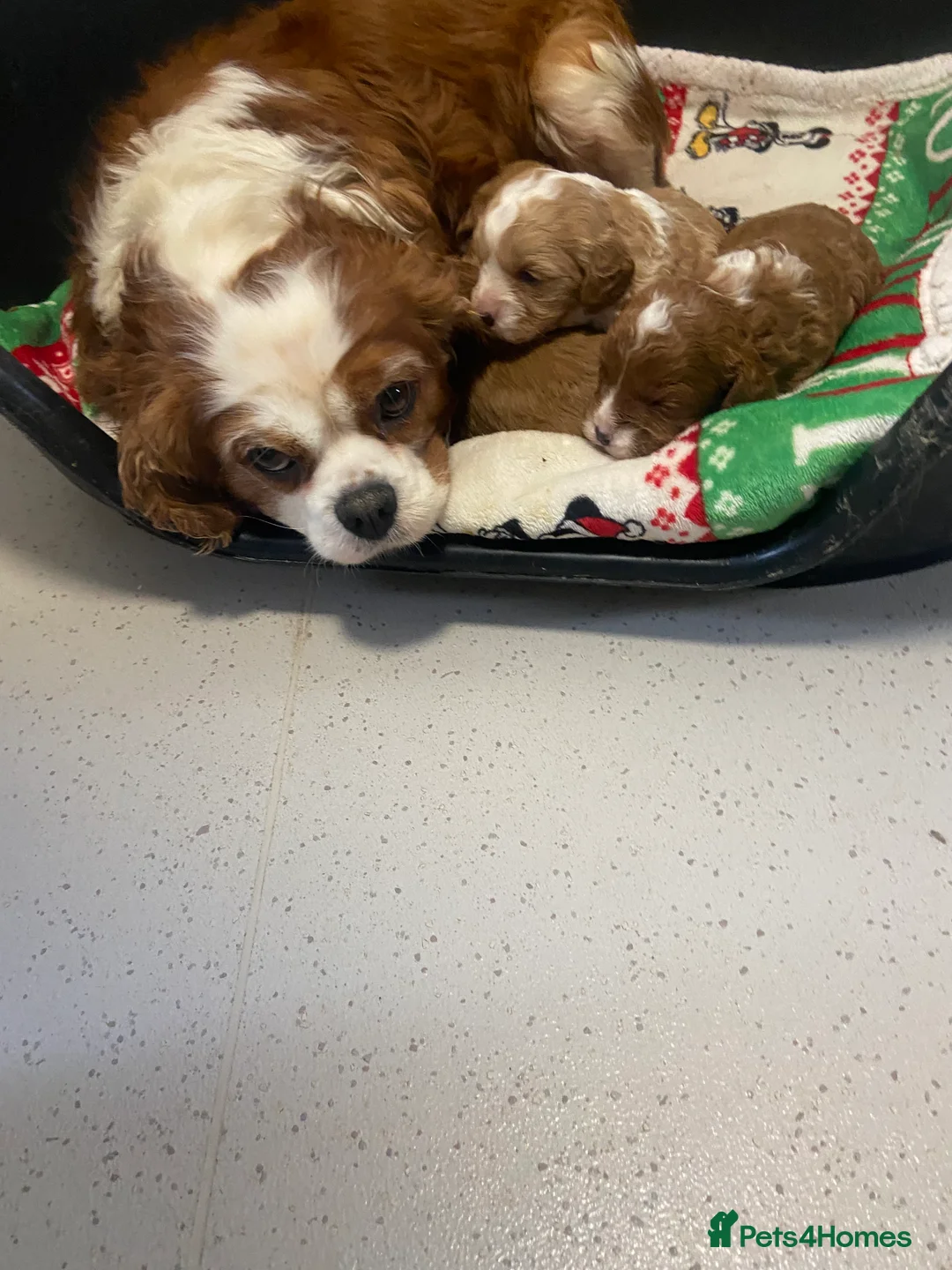 Cavapoo dogs for sale: 3 Gorgeous cavapoos 2male, 1 female  - Advert 5