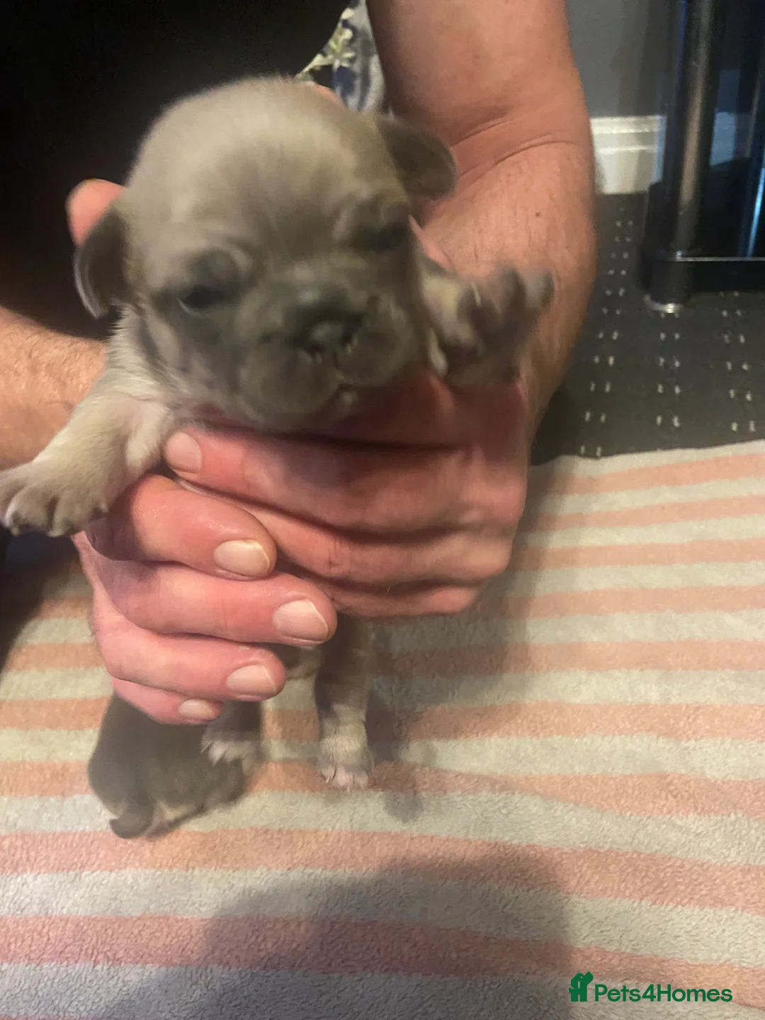 Mixed Breed dogs for sale: French bulldog/English bulldog - Advert 10