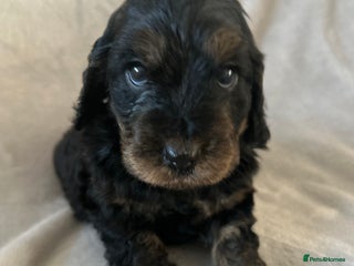 Cockapoo dogs Cockapoo puppies - Advert 5