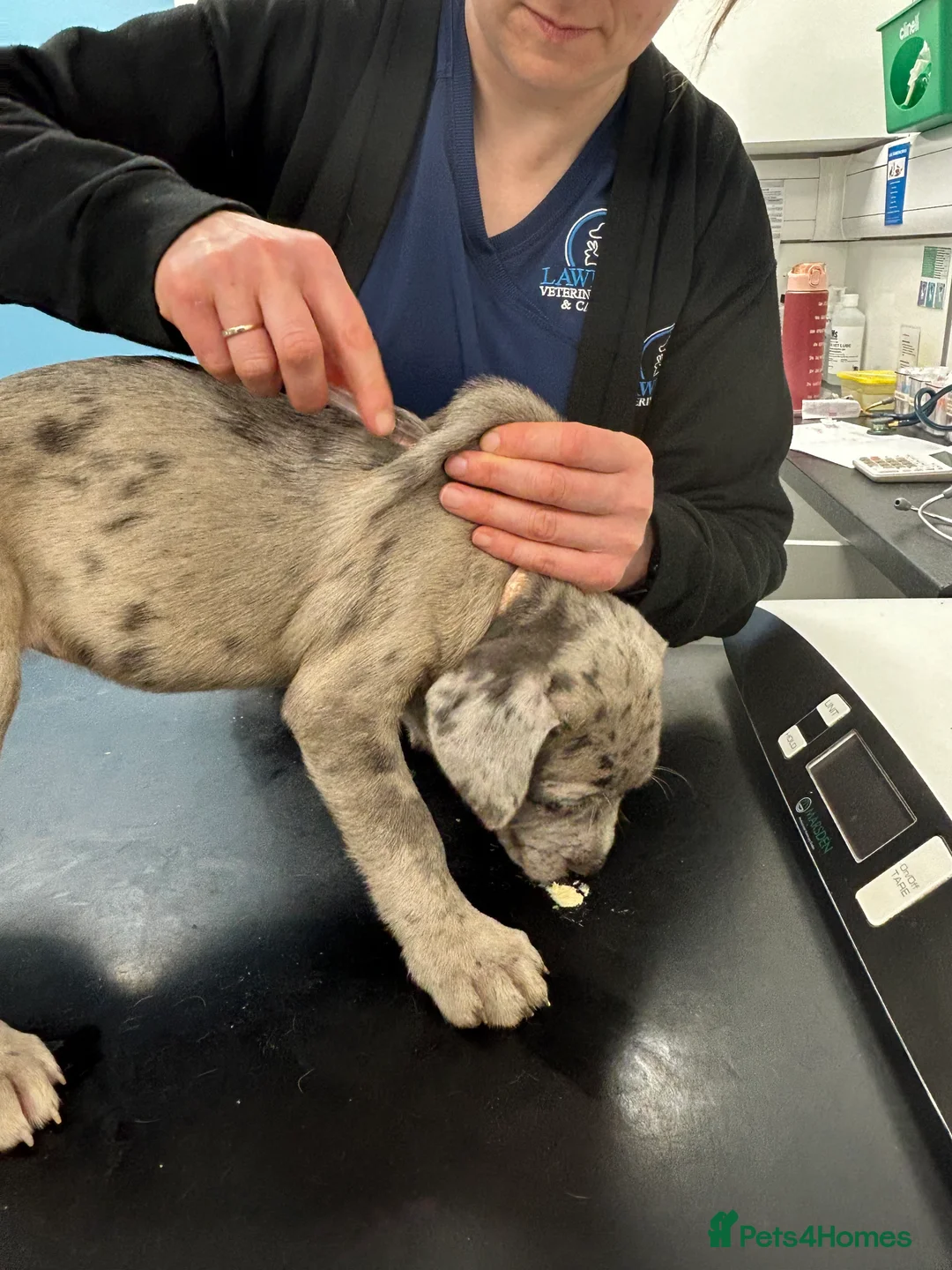 Cane Corso dogs for sale: Cane corso champion bloodline pups  - Advert 10