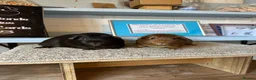 Guinea Pig rodents for sale: Lots of pairs of Guinea Pigs Mixed Colours Come 👀 - Advert 5