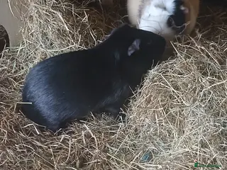 Guinea Pig rodents Guinea Pigs for sale. - Advert 4