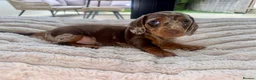 Miniature Dachshund dogs for sale: 5 beautiful baby miniature dachshund puppies  - Advert 3