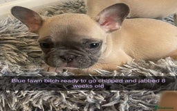 French Bulldog dogs for sale: Beautiful frenchies pups - Image 1