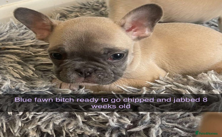 French Bulldog dogs - Advert 2