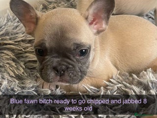 French Bulldog dogs - Advert 10