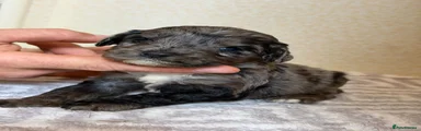 Tri Merle 