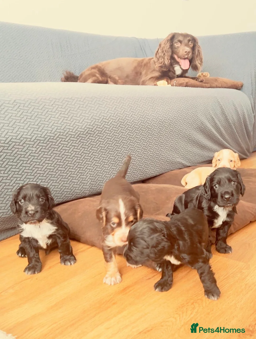 Sprocker dogs for sale: Beautiful sprocker puppies  in Poole - Advert 1