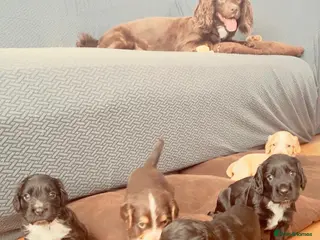 Sprocker dogs Beautiful sprocker puppies - Advert 1