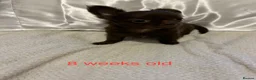 Chihuahua dogs for sale: Long-Haired Precious Tiny Chelsea Chihuahuas  - Advert 19