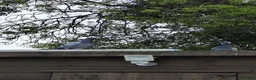 Pigeons birds for sale: Janssen based racing pigeons in Bath - Advert 3