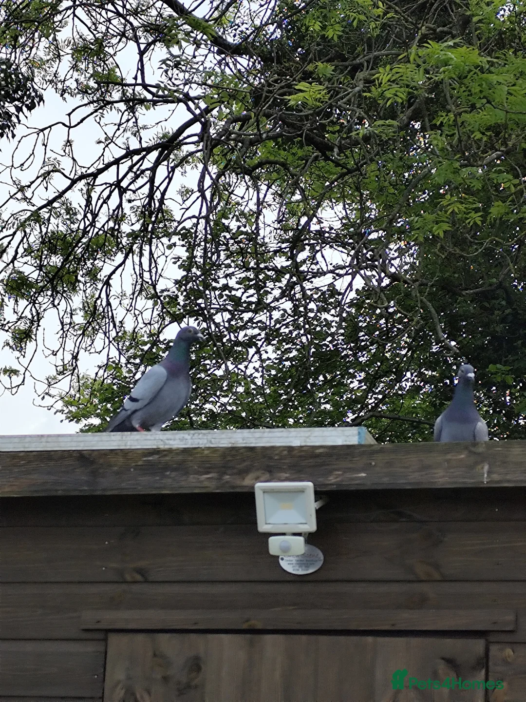 Pigeons birds for sale: Janssen based racing pigeons in Bath - Advert 3