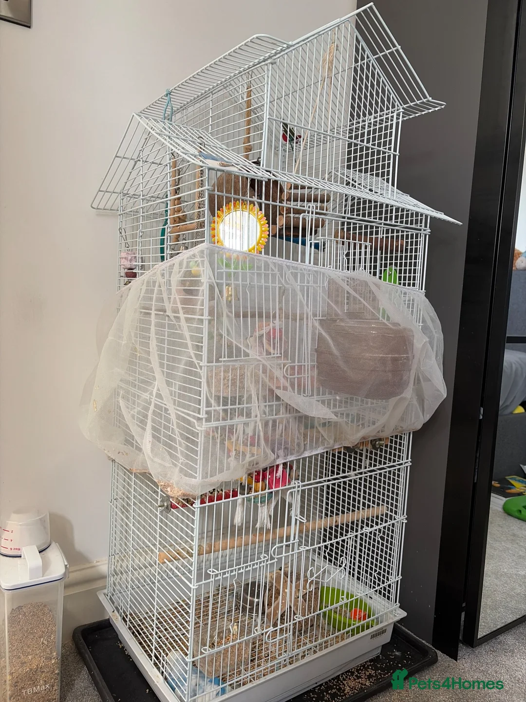 Budgerigars birds for sale: Female budgie in Rugby - Advert 2