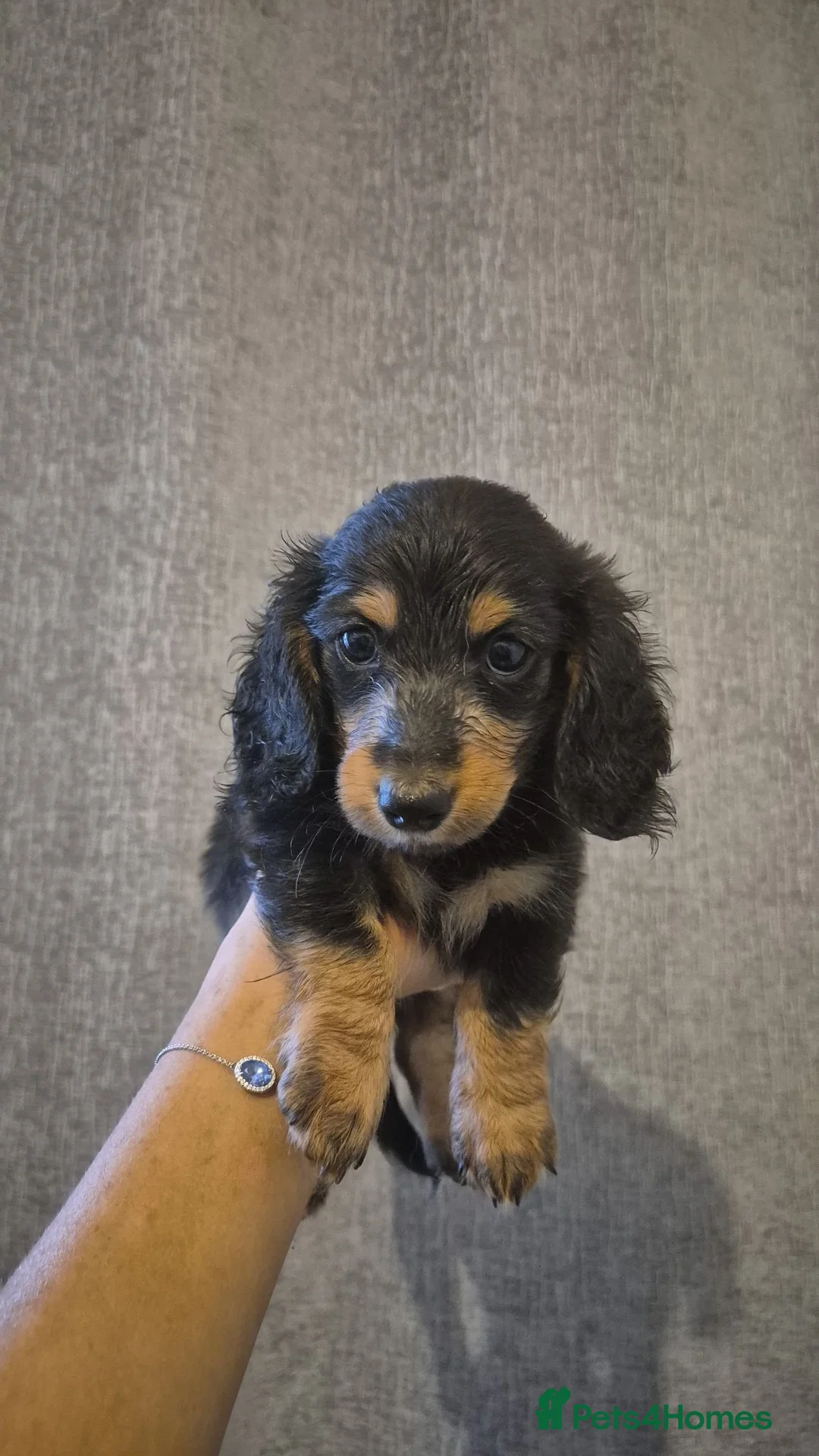 Miniature Dachshund dogs for sale: Mini dachshund long haired  - Advert 1