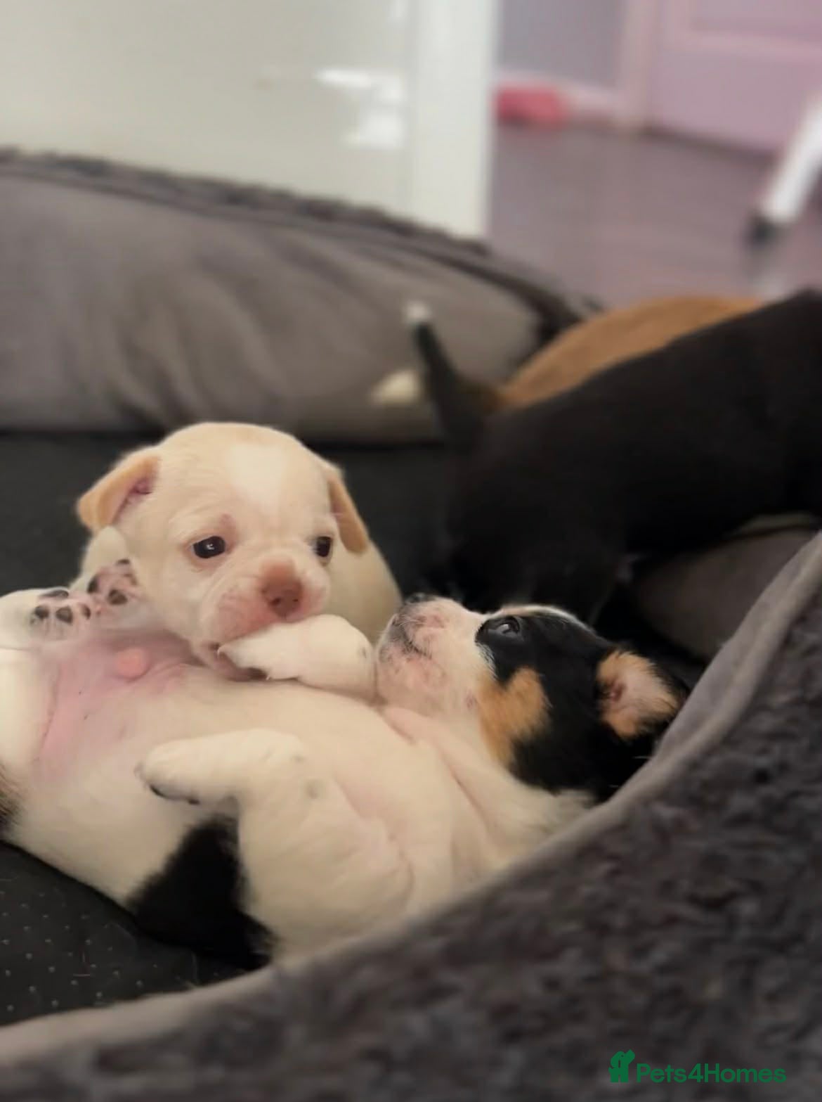 Chihuahua dogs 4 gorgeous chihuahua puppies - Advert 1