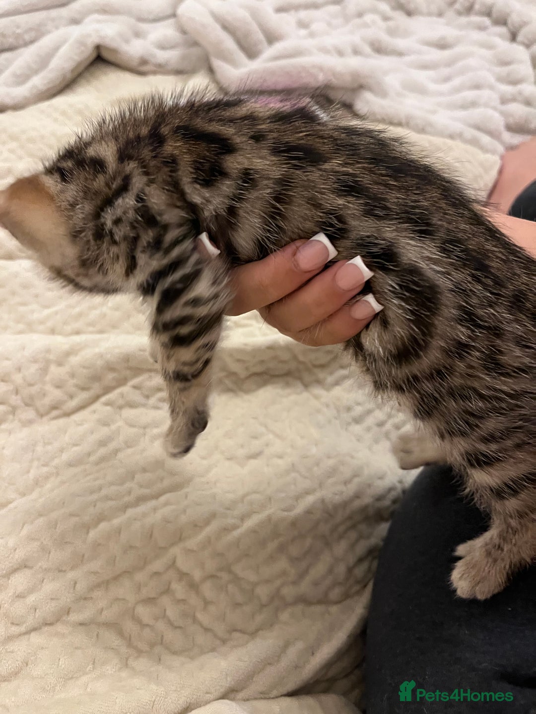 Bengal cats for sale: 🧡🖤Cinnamon & Smokey bengals🖤🧡 - Image 7