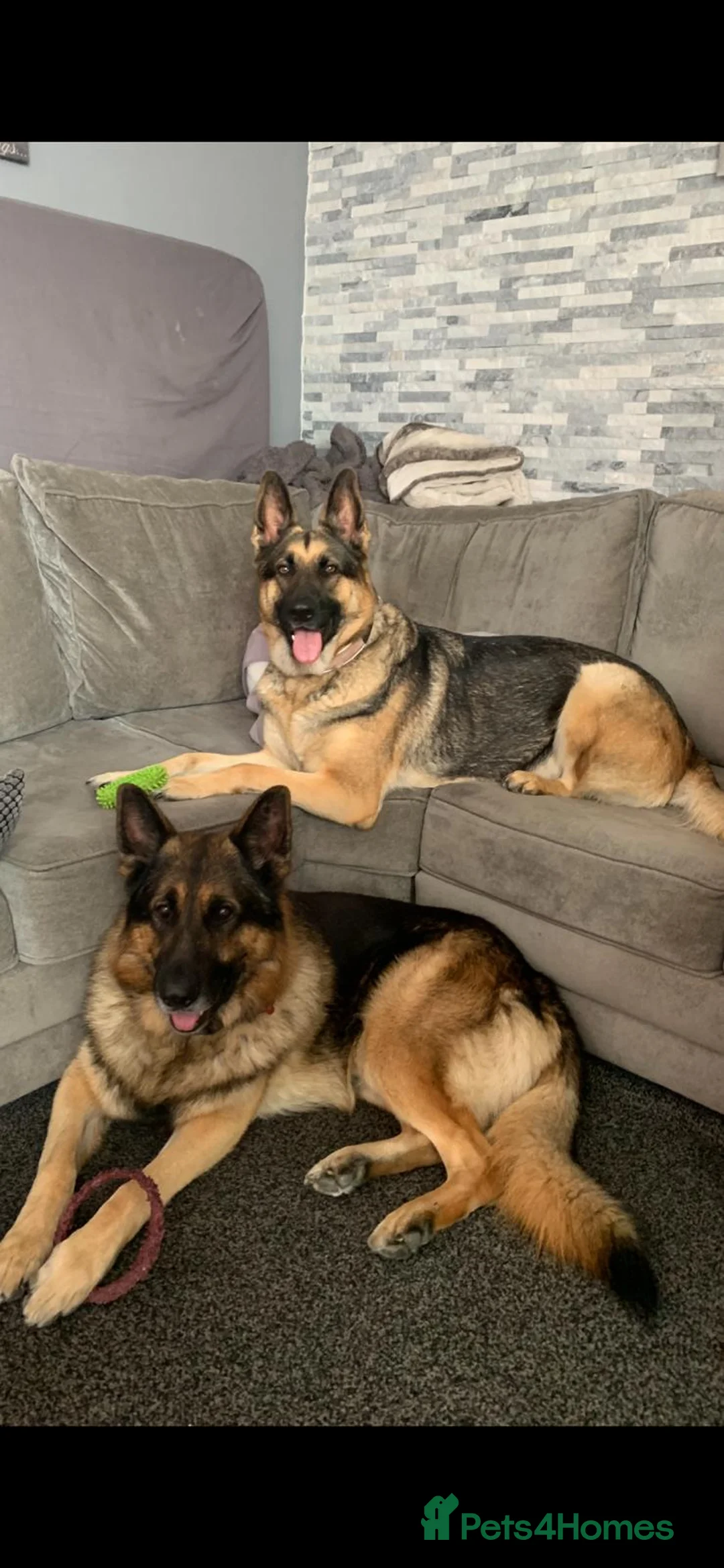 German Shepherd dogs for sale: 8 week German Shepherd puppy - Advert 9