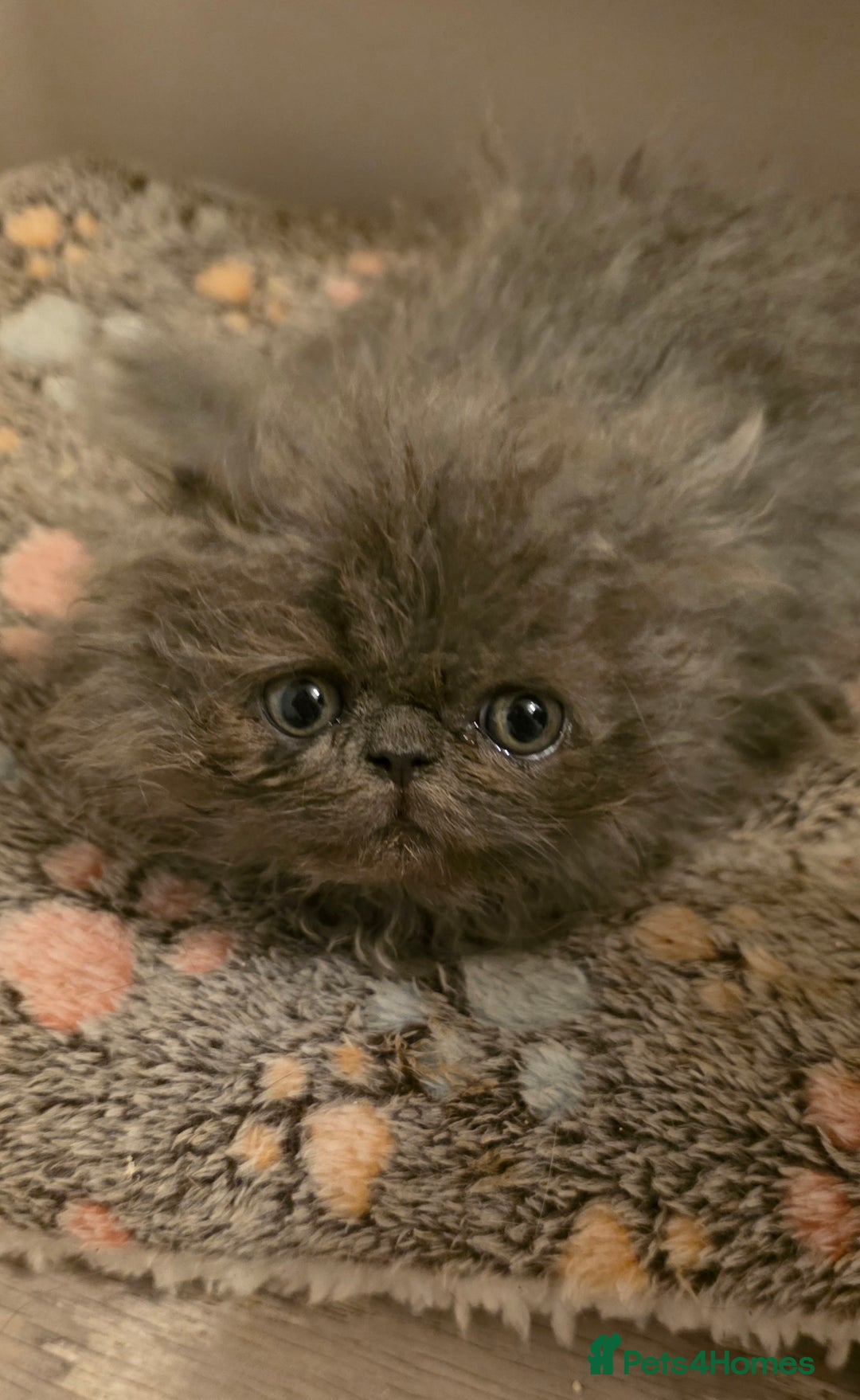 Persian cats for sale: Persian Kittens for Sale - Ready to go 19th Dec - Advert 4