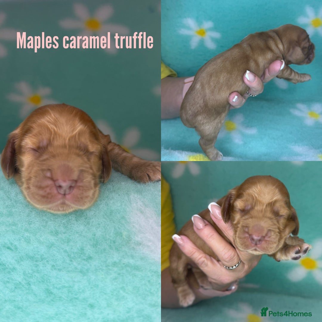 Cocker Spaniel dogs for sale: KC show sable cocker spaniels - Image 7