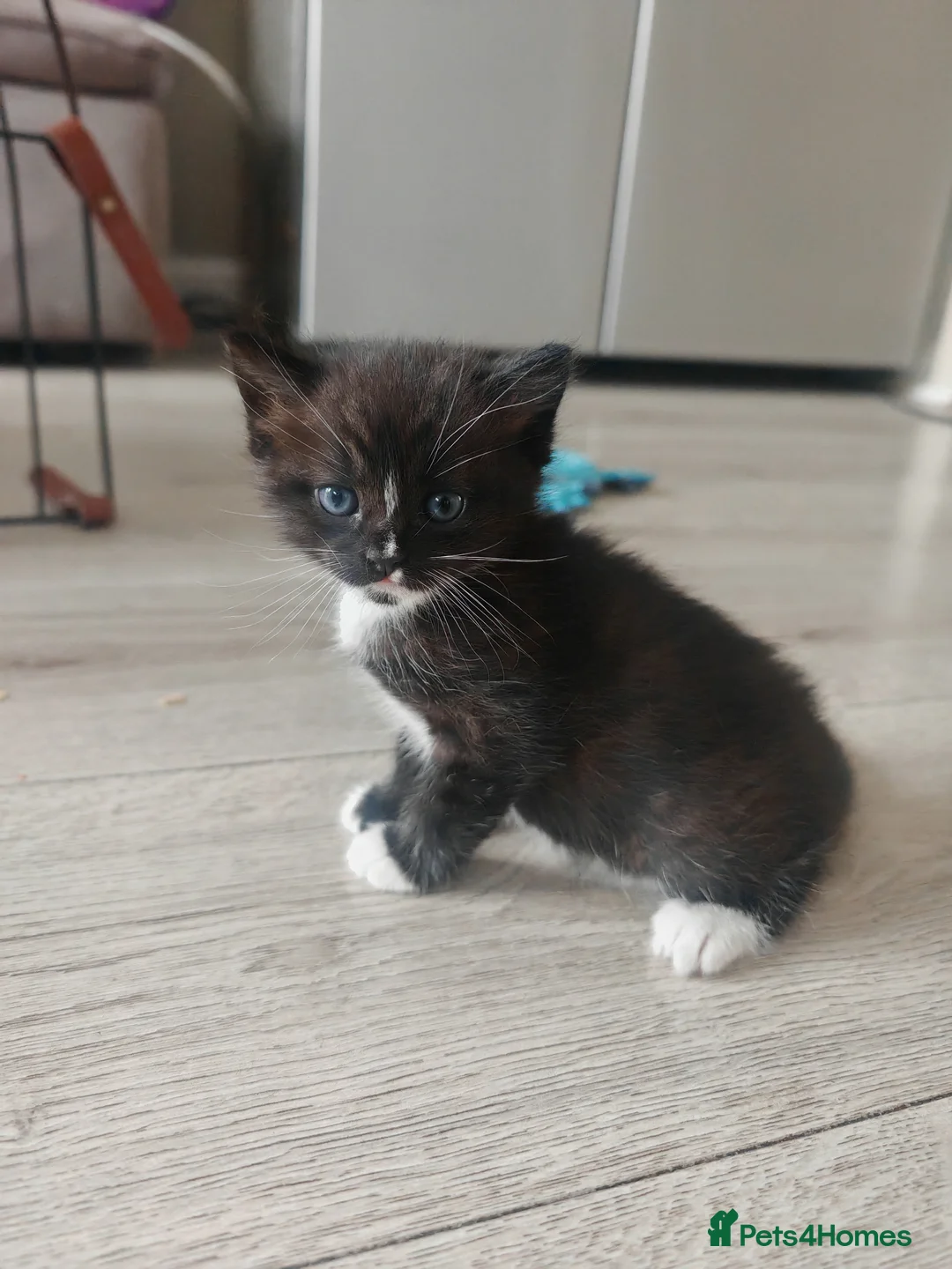 Ragdoll cats for sale: Reduced gorgeous half Ragdoll kittens!!! - Advert 1