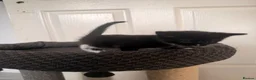 Domestic Shorthair cats for sale: 4 beautiful baby’s ready for there home - Advert 5
