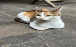 American Wirehair cats for sale: Female American wirehair Calico  - Image 2