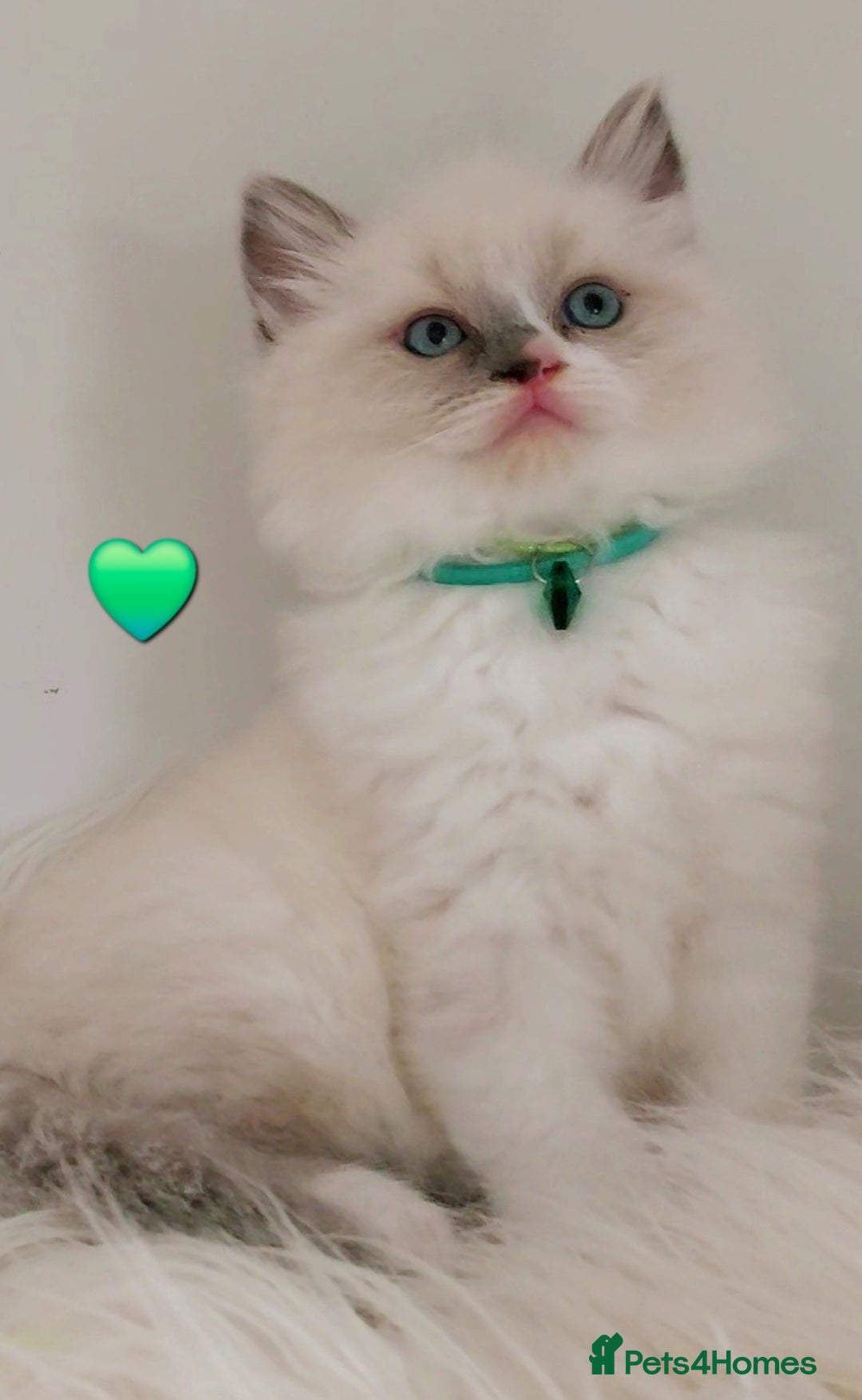 Ragdoll cats for sale: Beautiful Ragdoll kittens 😻😻😻 - Image 12
