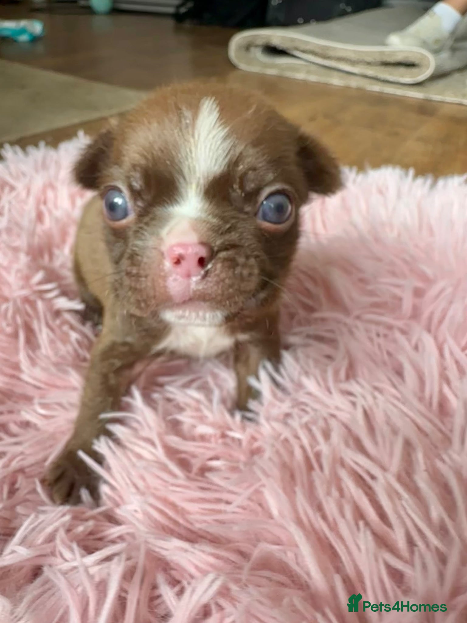 Boston Terrier dogs Boston Terrier pups  - Advert 2